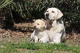 LABRADOR 1051